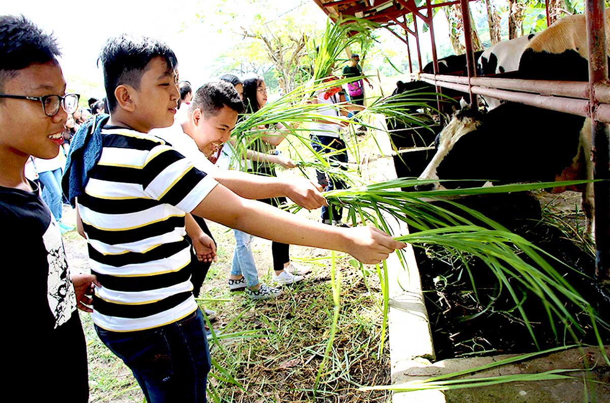 Visitors-feeding-bulls